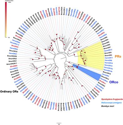 Identification and expression analysis of chemosensory receptors in the tarsi of fall armyworm, Spodoptera frugiperda (J. E. Smith)